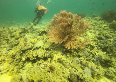 Tauchen in Menjangan Island