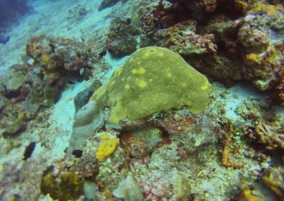 Tauchen in Menjangan Island