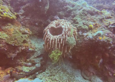 Fasskoralle beim Tauchen in Menjangan Island