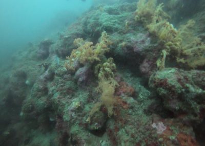 Tauchgang bei Menjangan Island