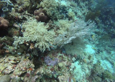 Tauchen bei Menjangan Island