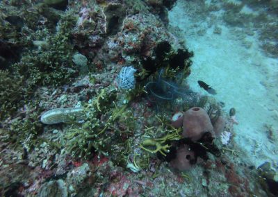 Tauchen bei Menjangan Island