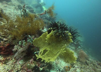 Tauchen bei Menjangan Island