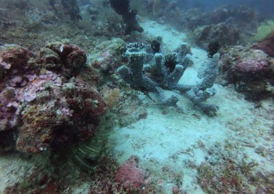 Tauchen bei Menjangan Island