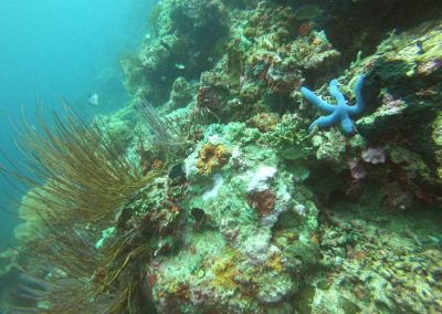 Tauchen bei Menjangan Island