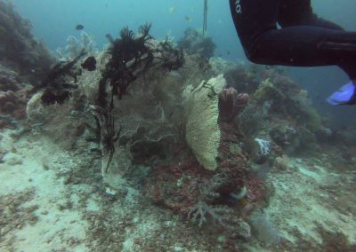 Tauchen bei Menjangan Island