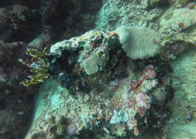 Tauchen bei Menjangan Island