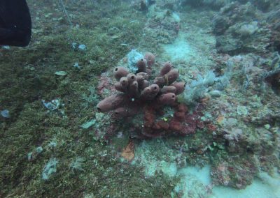 Tauchen bei Menjangan Island