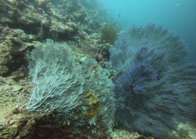 Tauchen bei Menjangan Island