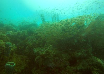 Tauchen in Menjangan Island