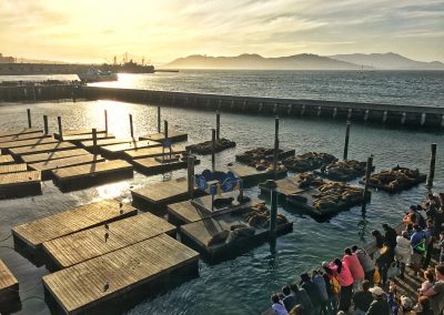 Die Seehunde am berühmten Fisherman's Warf, Pier 39