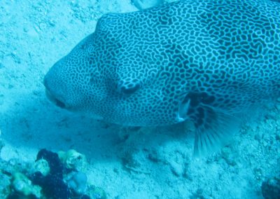 o herzig diese Kugelfische